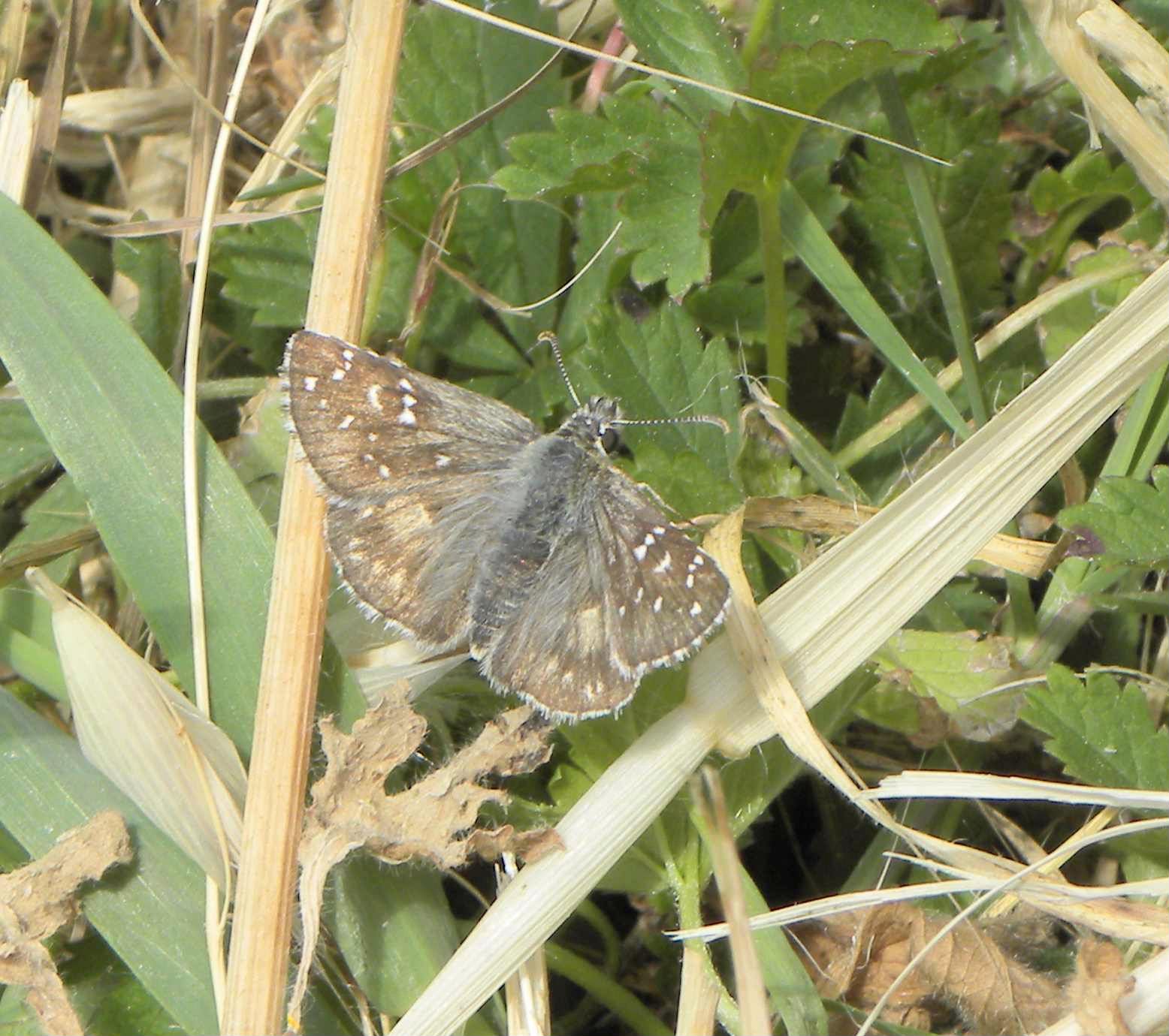 farfalla da identificare